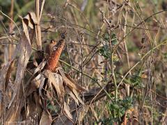 Vink  20211222  Maxburg