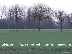 Kleine zwaan  20220106  De Pannenhoef