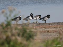 Brandgans  20210922  Zeeland Prunjepolder