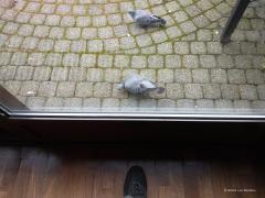 Holenduif  20220206  Al meer dan een jaar heb ik een paartje holenduiven als trouwe tuinvriendjes. Mooi is te zien dat het vrouwtje kleiner is dan het mannetje. Mooi is die liefdestrouw bij vogels als de holenduiven. Het zijn echt wilde vogels maar toch zijn ze het minst bang van mij! Ik voer bijna dagelijks en dan strooi ik ook wel expres heel dicht bij de schuifpui. Frappant is dat juist deze wilde holenduiven het minst bang van me zijn. Ik mag gewoon direct bij het glas gaan staan, zoals hier. Eerst