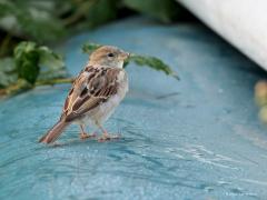 Huismus  20210922  Zeeland Colijnsplaat