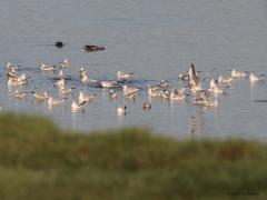 Kokmeeuw  20210922  Zeeland Colijnsplaat