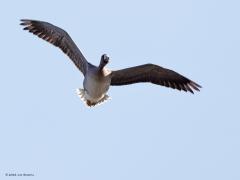 Kolgans  20220210  Wat zijn het geweldige vliegmachines die ganzen. Het zijn best zware vogels maar met die best grote vleugels aangestuurd door flinke spierbundels kunnen ze met gemak grote afstanden aan.