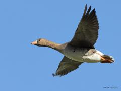 Kolgans  20220211  Op de meeste vluchtfoto's vliegt de vogel van je af. Mooier, maar moeilijker te maken, is een beeld waarbij de vogel naar je toe vliegt of je nog niet geheel voorbij gevlogen is. Ze hebben een gyroscoop in de kop en een flexibele hals waardoor ze heel knap de kop stil kunnen laten hangen terwijl het lijf op en neer beweegt.