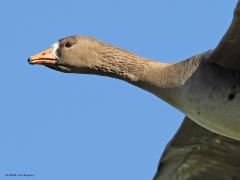 Kolgans  20220211  Op de meeste vluchtfoto's vliegt de vogel van je af. Mooier, maar moeilijker te maken, is een beeld waarbij de vogel naar je toe vliegt of je nog niet geheel voorbij gevlogen is. Ze hebben een gyroscoop in de kop en een flexibele hals waardoor ze heel knap de kop stil kunnen laten hangen terwijl het lijf op en neer beweegt.