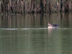 Wintertaling  20210922  Zeeland Colijnsplaat
