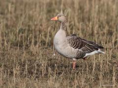 Grauwe gans  20220324  Deze week liep ik voor een eerste keer uit bij een nest van een grauwe gans. Ik was daar niet naar op zoek maar het nest lag vlak naast een pad. Het is nog niet eenvoudig om de gans op het nest te fotograferen, ze hebben immers mij eerder in de gaten dan ik hen en ze zijn echt wel op tijd van het nest af om te proberen de plek niet te verraden. Het is tussen de takken door even goed kijken om de kop van de gans te vinden.