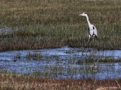 Blauwe reiger  20220309  Regte Heide