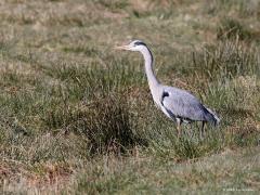 Blauwe reiger  20220311  Een heel gewoon plaatje gemaakt vanuit de kijkhut op de Regte Heide. Gewoon omdat we deze reiger vaak zien en de afstand hier nog best groot is. We zien hem zo vaak dat we wellicht niet meer in de gaten hebben hoe mooi ie wel niet is.