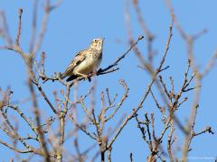 Boomleeuwerik  20220304  Vandaag weer een prachtige ochtend op de Regte Heide. En wat laten de boomleeuweriken zich veelvuldig zien en horen. Het gaat goed met deze leeuwerik denk ik. Komt ie nu niet driemaal zo veel voor als veertig jaar terug? En zoals op de foto's hoort het toch; een boomleeuwerik in een boom, in het zonnetje, zijn mooie goed herkenbare liedje zingend.