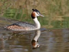 Fuut  20220319  Ze komen vooral voor in Noord- en Zuid Holland maar ook in de Mark zwemmen deze mooie futen rond. Bij ons in de beek zie ik ze slechts zelden. Klopt het dat ze wat vaker gezien worden hier de laatste jaren? In heel Nederland broeden minder dan 20.000 paar, ik had gedacht dat dat aantal groter zou zijn.