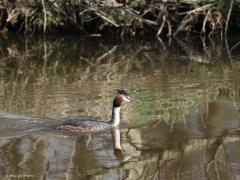 Fuut  20220319  Ze komen vooral voor in Noord- en Zuid Holland maar ook in de Mark zwemmen deze mooie futen rond. Bij ons in de beek zie ik ze slechts zelden. Klopt het dat ze wat vaker gezien worden hier de laatste jaren? In heel Nederland broeden minder dan 20.000 paar, ik had gedacht dat dat aantal groter zou zijn.