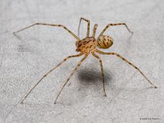 Getijgerde lijmspuiter  20220325  Deze week vond ik in huis opnieuw dit bijzondere spinnetje. Vijf jaar terug vond ik er ook al eens een in huis. Een beetje vreemd misschien maar ik ben erg blij om dit spinnetje weer eens tegen te komen. Het is namelijk een heel bijzonder, onschuldig, nuttig een mooi beestje. Ca. 5 mm groot is ie. Maakt geen web maar vangt de prooi door spinrag over de prooi heen te spugen. Deze getijgerde lijmspuiter is één van de 2 soorten spinnen uit de familie lijmspuiters (Sc