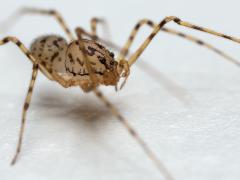 Getijgerde lijmspuiter  20220325  Deze week vond ik in huis opnieuw dit bijzondere spinnetje. Vijf jaar terug vond ik er ook al eens een in huis. Een beetje vreemd misschien maar ik ben erg blij om dit spinnetje weer eens tegen te komen. Het is namelijk een heel bijzonder, onschuldig, nuttig een mooi beestje. Ca. 5 mm groot is ie. Maakt geen web maar vangt de prooi door spinrag over de prooi heen te spugen. Deze getijgerde lijmspuiter is één van de 2 soorten spinnen uit de familie lijmspuiters (Sc