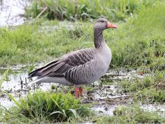 Grauwe gans  20220313  Mijn laatste bruikbare foto gemaakt tijdens een wandeling op de Regte Heide. Sinds een jaar of twintig een heel erg gangbare gans bij ons deze grauwe. Jammer dat dat natuurgebied niet dichter bij Zundert ligt. Eer ik weer thuis ben staan er bijna 90 km op de teller. Toch weet ik zeker dat ik er nog meermaals naar terug zal gaan voor een wandeling.