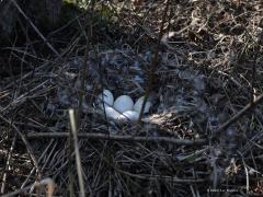 Grauwe gans  20220324  Deze week liep ik voor een eerste keer uit bij een nest van een grauwe gans. Ik was daar niet naar op zoek maar het nest lag vlak naast een pad. Het is nog niet eenvoudig om de gans op het nest te fotograferen, ze hebben immers mij eerder in de gaten dan ik hen en ze zijn echt wel op tijd van het nest af om te proberen de plek niet te verraden. Het is tussen de takken door even goed kijken om de kop van de gans te vinden.