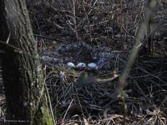 Grauwe gans  20220324  Deze week liep ik voor een eerste keer uit bij een nest van een grauwe gans. Ik was daar niet naar op zoek maar het nest lag vlak naast een pad. Het is nog niet eenvoudig om de gans op het nest te fotograferen, ze hebben immers mij eerder in de gaten dan ik hen en ze zijn echt wel op tijd van het nest af om te proberen de plek niet te verraden. Het is tussen de takken door even goed kijken om de kop van de gans te vinden.