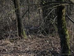 Grauwe gans  20220324  Deze week liep ik voor een eerste keer uit bij een nest van een grauwe gans. Ik was daar niet naar op zoek maar het nest lag vlak naast een pad. Het is nog niet eenvoudig om de gans op het nest te fotograferen, ze hebben immers mij eerder in de gaten dan ik hen en ze zijn echt wel op tijd van het nest af om te proberen de plek niet te verraden. Het is tussen de takken door even goed kijken om de kop van de gans te vinden.