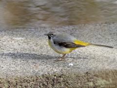 Grote gele kwikstaart  20220314  Ik weet niet of ze er deze winter ook te vinden waren, waarschijnlijk niet, maar op dit moment zijn er weer meerdere grote gele kwikken te vinden bij de mark in het grensgebied. Een mooie vogel vind ik die kenmerkend langs de waterkant te vinden is.