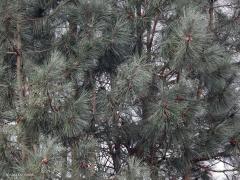 Ransuil  20220301  Op de Regte Heide was maandag een collega natuurliefhebber zo vriendelijk om enkele dennen aan te wijzen waarin regelmatig ransuilen overdag zitten te rusten. Daarom toen die dennen grondig afgespeurd. Maar helaas, geen ransuil gevonden. Toen ik de volgende dag nog eens terug ging naar die plek vond ik echter wel een drietal ransuilen in rust. Op deze foto zijn er twee te zien, zie je ze ook?