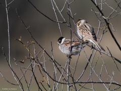 Rietgors  20220306  Regte Heide