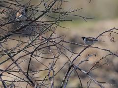 Rietgors  20220310  Gemaakt vanuit de kijkhut op de Regte Heide. Een mannetje; mooi vrij in beeld. Een vrouwtje; jammer dat ze niet wat beter vrij ging zitten toen ik kon afdrukken. Het paartje samen; jammer dat mevrouw niet meer op een lijn zat met meneer waardoor ze nogal onscherp in beeld is. En nogmaals het stelletje in een struik; meneer is hier niet agressief maar voelt de liefde opkomen denk ik.