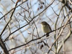 Tjiftjaf  20220318  Gisteren zag en hoorde ik meerdere tjiftjaffen in de Krochten. Ze zijn inmiddels weer overal present. Er kunnen er wel een half miljoen tot broeden komen deze zomer in ons land. Meermaals schudde het vogeltje heftig met de vleugeltjes, ik denk dat het een vrouwtje was op zoek naar een partner.