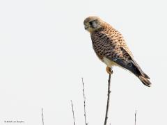 Torenvalk  20220323  Inlage Keilaag Wissenkerke