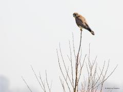 Torenvalk  20220326  Een maandje terug zag ik en toonde ik een mannetje torenvalk bovenin een struik. Afgelopen week zag ik zo het vrouwtje. Is zo'n takje nu zo sterk of is zo'n valkje zo licht, ik denk alletwee. Ik heb de twee foto's bij elkaar gevoegd. Zo is mooi het overduidelijke verschil tussen de volwassen man en dame te zien.