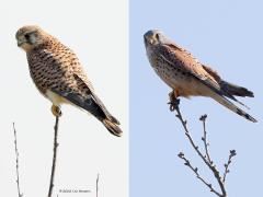 Torenvalk  20220326  Een maandje terug zag ik en toonde ik een mannetje torenvalk bovenin een struik. Afgelopen week zag ik zo het vrouwtje. Is zo'n takje nu zo sterk of is zo'n valkje zo licht, ik denk alletwee. Ik heb de twee foto's bij elkaar gevoegd. Zo is mooi het overduidelijke verschil tussen de volwassen man en dame te zien.