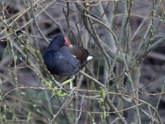 Waterhoen  20220317  Een waterhoen, maar niet in het water maar in een struik. Genietend van het ontluikende groen. Die verse groene blaadjes die we nu zien verschijnen, daar lust ie wel pap van. Handige klauteraars zijn het met hun grote tenen aan hun poten.