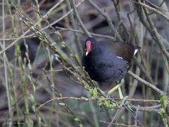 Waterhoen  20220317  Een waterhoen, maar niet in het water maar in een struik. Genietend van het ontluikende groen. Die verse groene blaadjes die we nu zien verschijnen, daar lust ie wel pap van. Handige klauteraars zijn het met hun grote tenen aan hun poten.