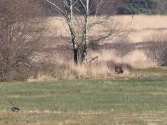 Wild zwijn  20220228  Zeker geen bijzonder mooie foto maar voor mij wel een bijzondere waarneming. Niet eerder zag ik namelijk dit wilde varken zo relatief dicht bij huis. Vanuit de kijkhut op de Regte Heide meende ik er eventjes een drietal te zien op deze prachtige morgen. Jammer dat ze zich niet wat mooier toonden. Een reden temeer om nog eens terug te gaan naar dit mooie natuurgebied.