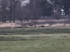 Wild zwijn  20220301  Nog twee foto's van de wilde varkens gemaakt met mijn 500 mm lens. Op de veluwe heel gewoon deze wilde zwijnen maar bij ons hier in Brabant nog echt uniek. Wanneer wordt er een in Zundert gespot?