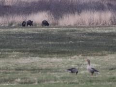 Wild zwijn  20220301  Nog twee foto's van de wilde varkens gemaakt met mijn 500 mm lens. Op de veluwe heel gewoon deze wilde zwijnen maar bij ons hier in Brabant nog echt uniek. Wanneer wordt er een in Zundert gespot?