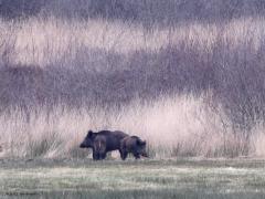 Wild zwijn  20220301  Vandaag toch nog eens terug gegaan naar die mooie Regte Heide. En met meer geluk wat betreft de zwijnen. Deze keer zag ik er drie, goed doorvoed zo te zien. Ze liepen ver weg, helemaal daar rechts van de kijkhut, aan de rand van het open land daar.