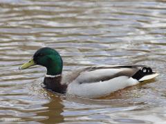 Wilde Eend  20220320  Rare jongens zijn die wilde eenden. Zelfs als de dames niet in de buurt zijn kunnen ze zich niet altijd gedragen. Ze zijn wel erg succesvol, je ziet ze overal. Meer dan een kwart miljoen paartjes komen tot broeden in ons land. Voor de fotograaf zijn ze een uitdaging, probeer al die kleine steepjes in de witte veertjes maar eens goed scherp te krijgen. De gekrulde staartveertjes van de woerd is kenmerkend.