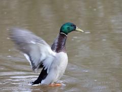 Wilde Eend  20220321  Vogels hebben een ingebouwde gyroscoop. Daardoor kunnen ze bij het vliegen waarbij het lijf flink beweegt toch hun kop geheel stil houden. Dat moet ook wel anders zouden ze de omgeving niet goed kunnen waarnemen, zouden ze niet alert kunnen zijn en zouden ze behoorlijk koppijn krijgen denk ik. Die gyroscoop zie je hier ook in werking op het moment dat deze eend zijn motor even goed test. Lijf bewogen en onscherp, kop stil en scherp.