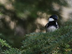 Zwarte mees  20220309  Gespot op de Regte Heide toen ik van de kijkhut Tapsmoer richting landgoed De Hoevens liep. Kenmerkend is het wit achter op het kopje. Ook het vele zwart op kop, keel en borst. Ze zijn niet groot, wat kleiner dan een koolmees. Ze zitten graag hoog in de naaldbomen.