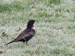 Beflijster  20220416  April is de maand waarin de meeste beflijsters gespot worden. Zo zijn er nu meerdere te zien in het Markiezaat waar ik gisteren deze foto's kon maken, ik zag er daar vijf. De aantallen verschillen per jaar, denk aan ca. 2 to 10 duizend in totaal op doortocht in ons land in een geheel jaar. Soms vormt zich een klein groepje dat meerdere dagen op een plek blijft foerageren. Het is niet ongewoon dat zo'n plaats het volgende jaar weer bezocht wordt.