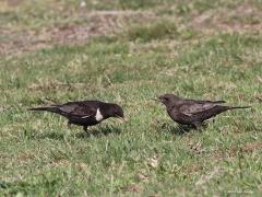 Beflijster  20220420  Dit groepje beflijsters verbleef meer dan een week op dezelfde plek. Daartussen ook een jonge vogel in eerstejaars winterkleed.