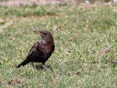 Beflijster  20220420  Dit groepje beflijsters verbleef meer dan een week op dezelfde plek. Daartussen ook een jonge vogel in eerstejaars winterkleed.