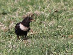 Beflijster  20220420  Dit groepje beflijsters verbleef meer dan een week op dezelfde plek. Daartussen ook een jonge vogel in eerstejaars winterkleed.