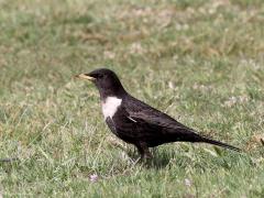 Beflijster  20220420  Dit groepje beflijsters verbleef meer dan een week op dezelfde plek. Daartussen ook een jonge vogel in eerstejaars winterkleed.