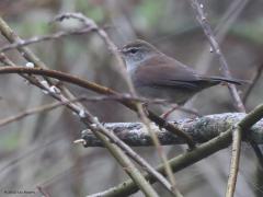 Cetti's zanger  20220418  In het Markiezaat kon ik dit vogeltje fotograferen. En dat valt bepaald niet mee want de Cetti's zanger laat zich bijna nooit zien, zit steeds verscholen in de struiken. Horen doe je hem des te beter want wat zingt ie hard en goed herkenbaar. In 1968 is de soort voor het eerst gezien in ons land, in 1973 werd een eerste broedgeval gevonden. Vanaf 2005 begon de soort aan een echte opmars hier. De toename is spectaculair, nu hoor je hem bijna altijd wel op een wandeling. In de bo
