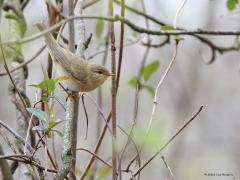 Fitis  20220414  Deze week hoorde en zag ik mijn eerste fitis dit jaar. De fitis ziet er niet altijd op zijn mooist uit. Er zijn vrij bleke exemplaren, de mooiere meer fris gekleurde exemplaren zie je niet zo vaak meen ik? Die eerste verwar je makkelijk met de tjiftjaf, die tweede soms met de fluiter. Gelukkig is het liedje van de fitis niet mis te verstaan.