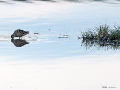 Grote grijze snip  20220430  Schakellooppolder Tholen