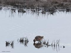 Grote grijze snip  20220430  Schakellooppolder Tholen