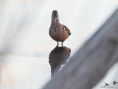 Grote grijze snip  20220430  Schakellooppolder Tholen