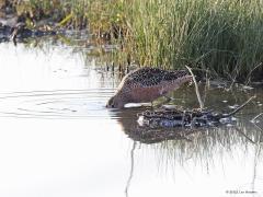 Grote grijze snip  20220430  Schakellooppolder Tholen